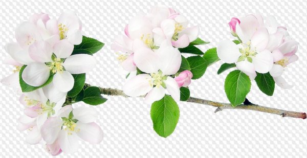 Ветка цветущей яблони на прозрачном фоне