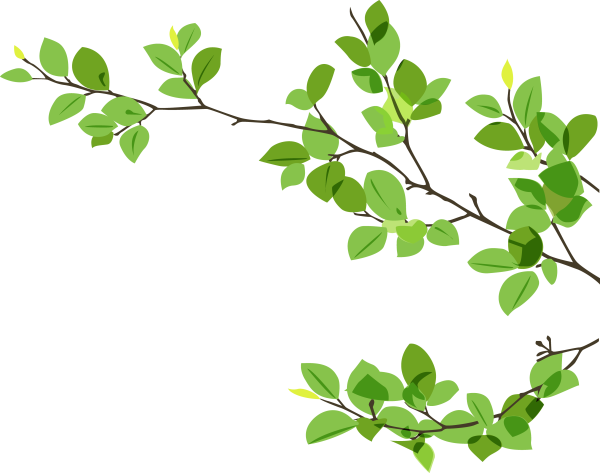 Ветка дерева