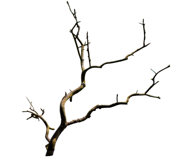 Ветка дерева