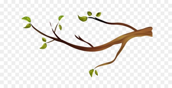 Ветка без фона