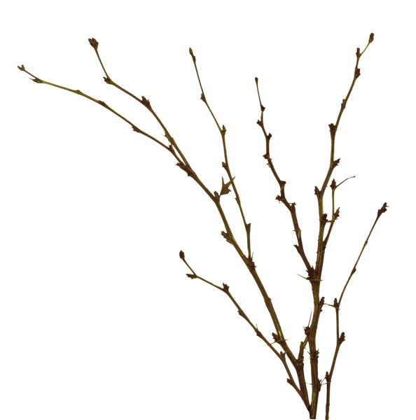 Ветки кустарника