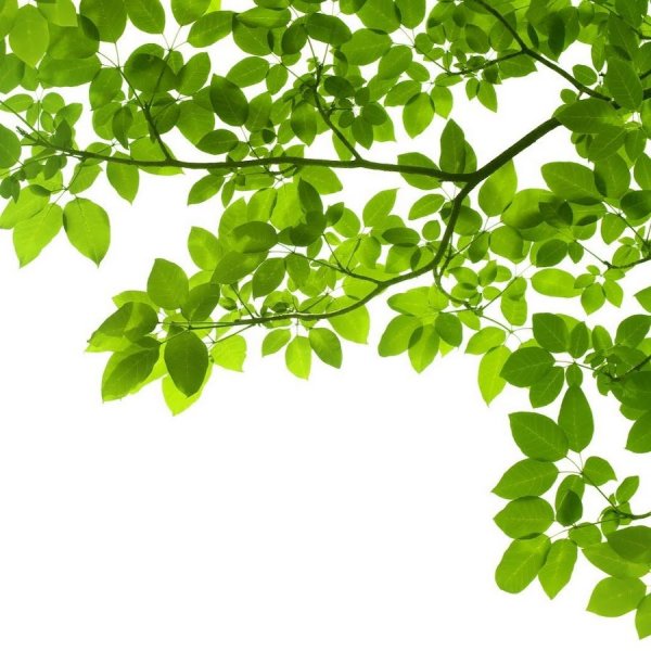 Зелень для вставки