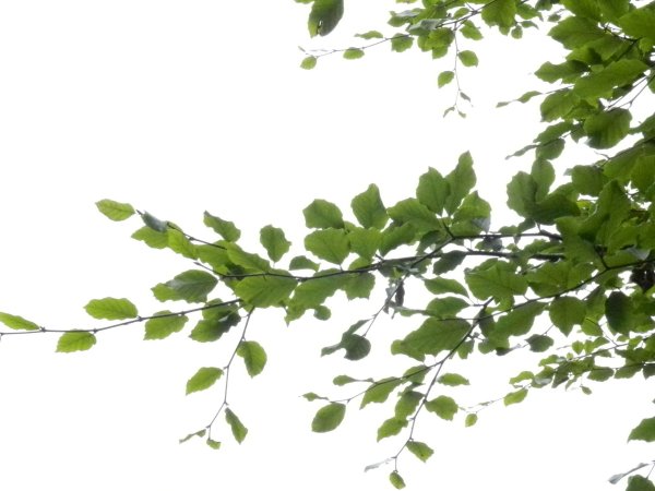 Ветви деревьев с листьями