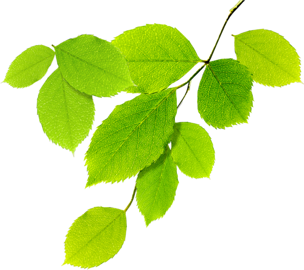 Ветка с листьями на прозрачном фоне