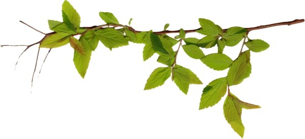 Ветка на прозрачном фоне
