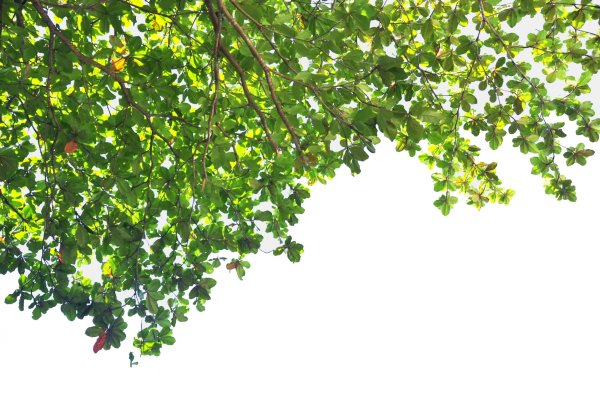 Свисающие ветки деревьев