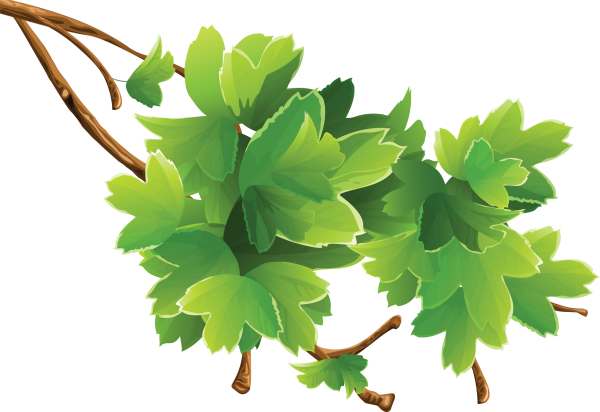 Ветка дерева с листьями