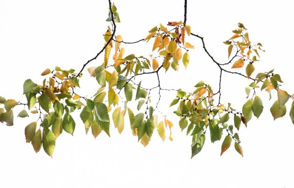 Свисающие ветки деревьев