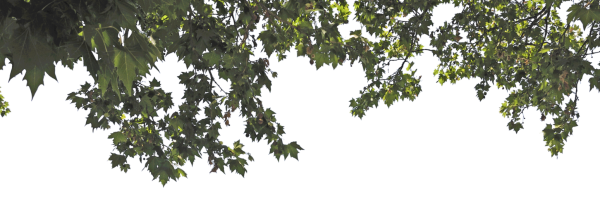 Листва на прозрачном фоне