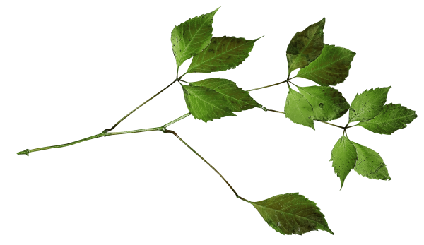 Ветка с листьями