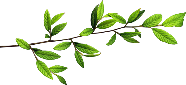 Ветка с листьями