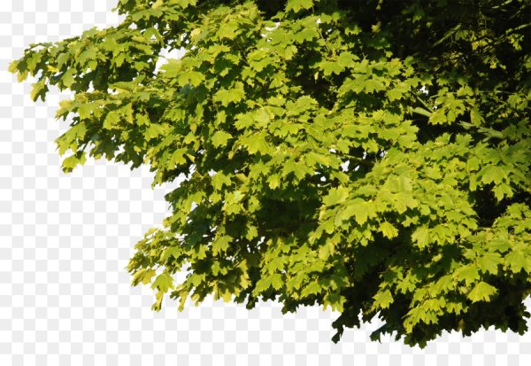 Ветка дерева с листьями