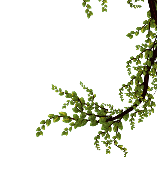 Ветка дерева