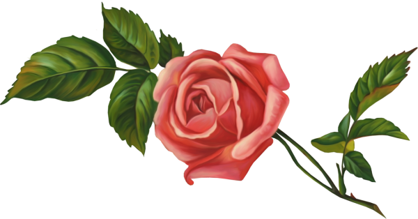 Розочки нарисованные на прозрачном фоне