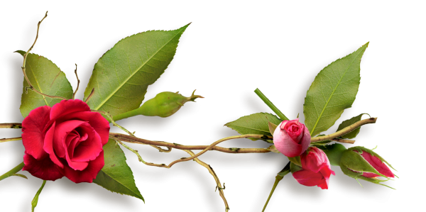 Ветка розы на прозрачном фоне