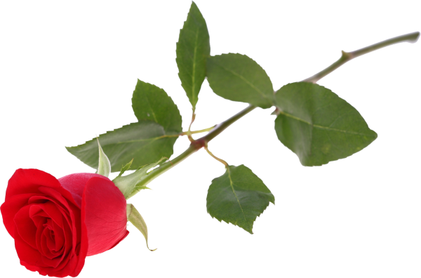 Роза без фона