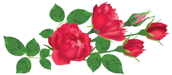 Ветка розы на белом фоне