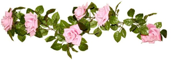 Полоса из роз на прозрачном фоне
