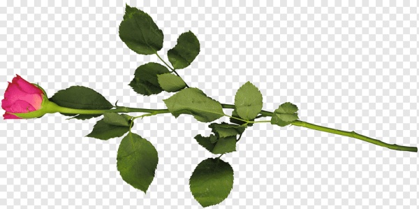 Ветка розы на прозрачном фоне