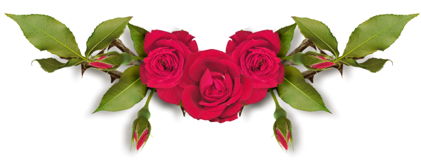 Розы на белом фоне для фотошопа