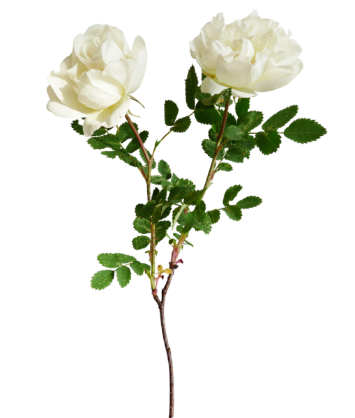 Ветка розы на прозрачном фоне