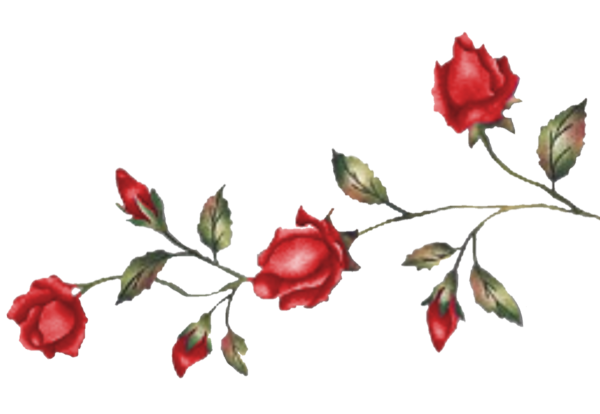Ветка розы на прозрачном фоне