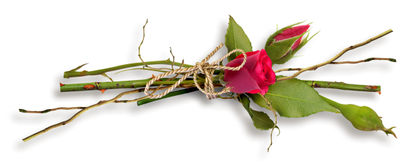 Розы лежат на прозрачном фоне