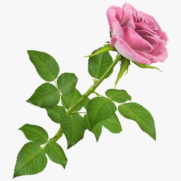 Стебель розы