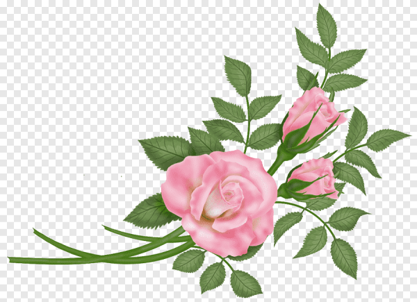 Ветка розы на прозрачном фоне