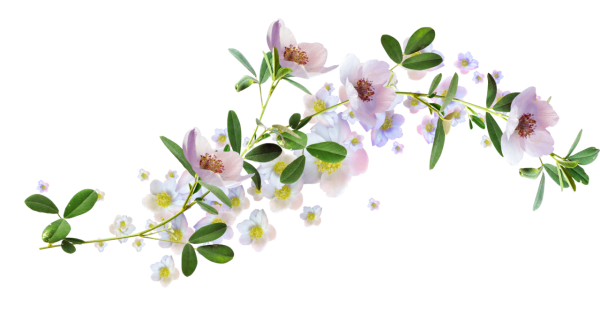 Цветочная Веткаветка на белом фоне