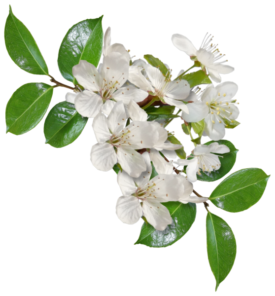 Яблони в цвету