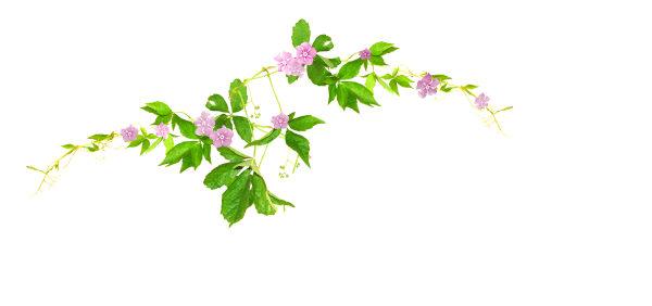 Веточка с цветами на прозрачном фоне