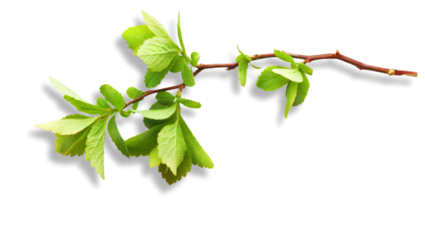 Ветка дерева на белом фоне