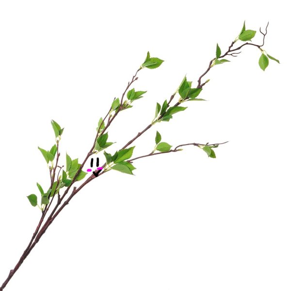Ветка на белом фоне