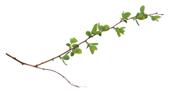 Длинная ветка