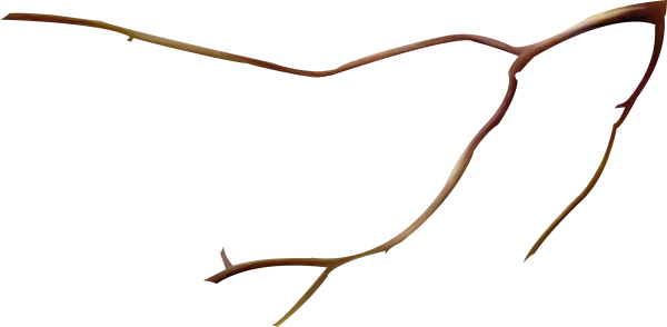 Ветка дерева на прозрачном фоне