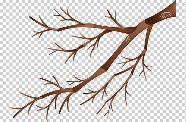 Веточка дерева без листьев