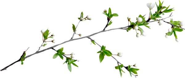 Ветка на белом фоне