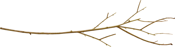 Ветка без листьев