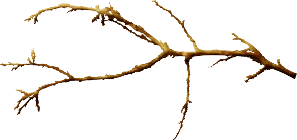 Сухие ветки на прозрачном фоне