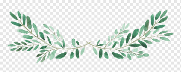 Зеленая ветка