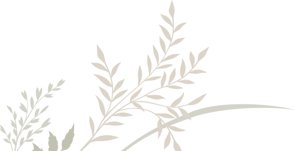 Ветви на белом фоне