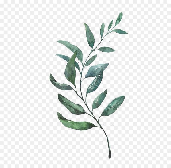 Зелень акварель