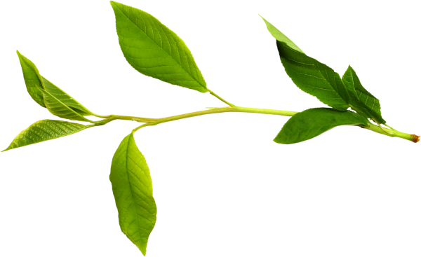 Ветка с листьями