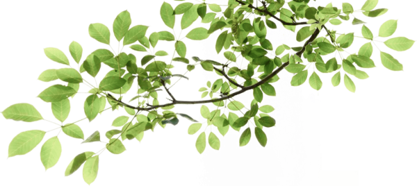 Ветви с листьями