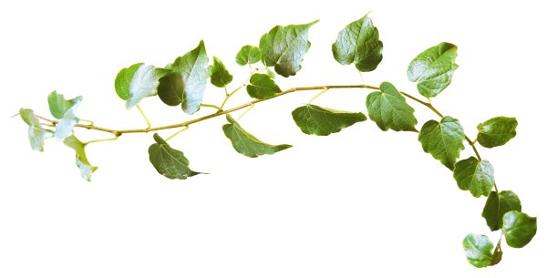 Зеленые ветки на прозрачном фоне
