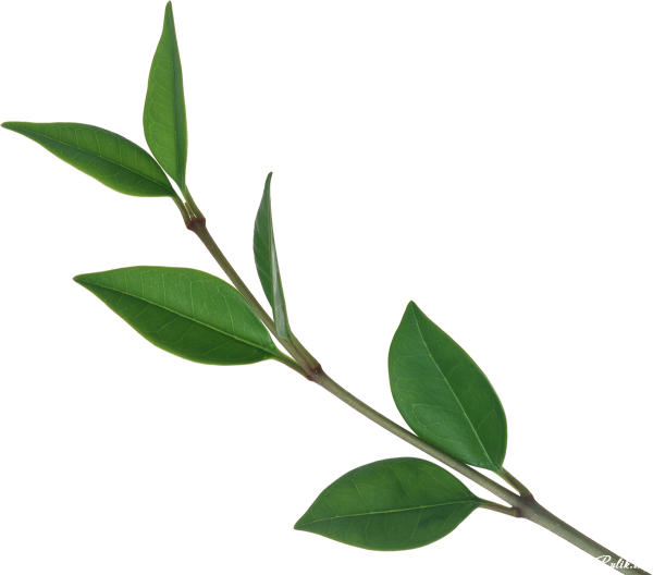 Веточка с листочками