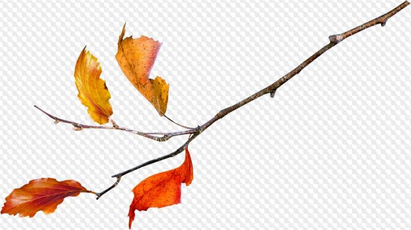 Осенняя ветка на прозрачном фоне