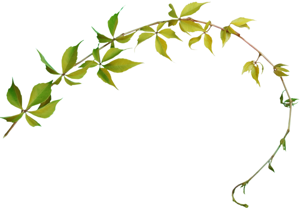 Зеленая веточка