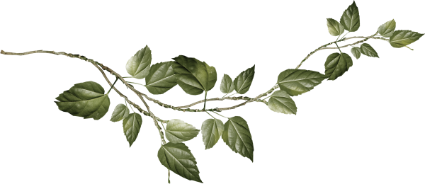 Веточка с листиками